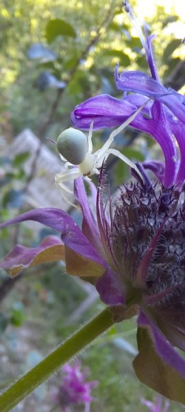 danse macabre.thomise.araigne crabe. mon jardin. lise jaloux